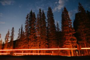 Trees and light trails at dusk