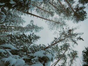 Snow-covered pine trees seen from below